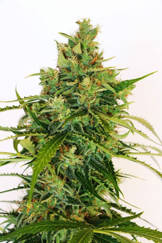 Amnesi-K Lemon Kannabia Seeds