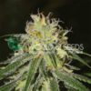 Amnesia WorldOfSeeds