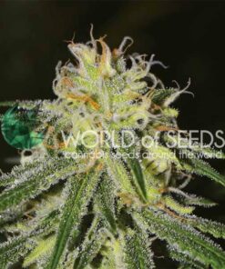 Amnesia WorldOfSeeds