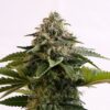 Amnesia Dream XL Auto Kannabia Seeds
