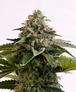 Amnesia Dream XL Auto Kannabia Seeds