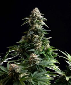 Amnesia Dream XL Auto — изображение 2