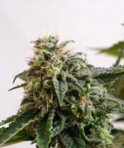 Amnesia Dream XL Auto — изображение 3