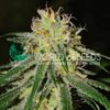 Amnesia Early Version WorldOfSeeds