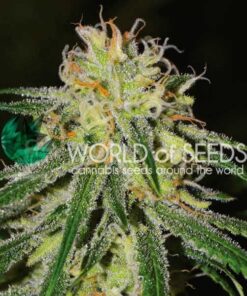 Amnesia Early Version WorldOfSeeds