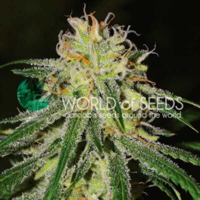 Amnesia Early Version WorldOfSeeds