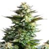 Amnesia Haze Royal Queen Seeds