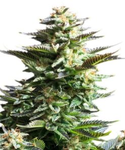 Amnesia Haze Royal Queen Seeds