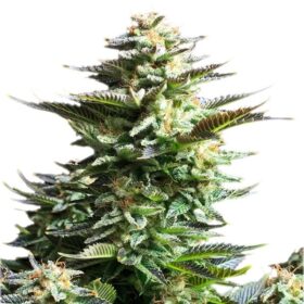 Amnesia Haze Royal Queen Seeds
