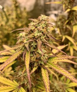 Amnesia Haze Auto — изображение 2
