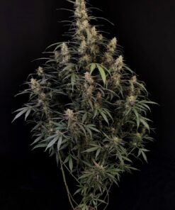 Amnesia Haze Auto — изображение 2