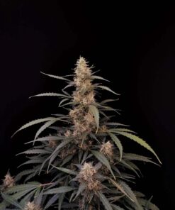 Amnesia Haze Auto — изображение 11