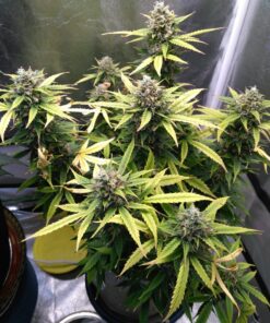 Amnesia Haze Auto — изображение 9