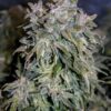 Amnesia Haze Auto Royal Queen Seeds