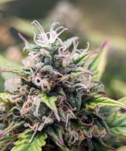 Amnesia Haze Auto — изображение 10