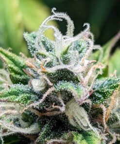 Amnesia Haze Auto — изображение 11