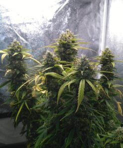 Amnesia Haze Auto — изображение 12