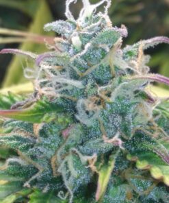 Amnesia Haze Auto — изображение 13