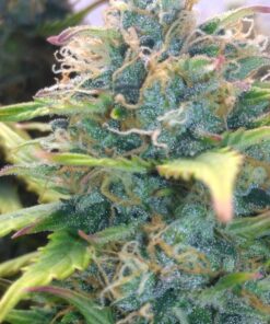 Amnesia Haze Auto — изображение 14