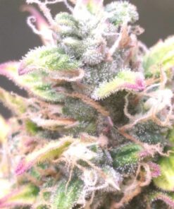 Amnesia Haze Auto — изображение 15