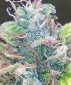 Amnesia Haze Auto — изображение 16