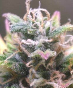 Amnesia Haze Auto — изображение 17