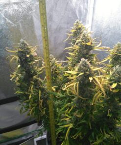 Amnesia Haze Auto — изображение 18