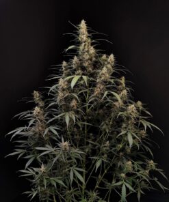 Amnesia Haze Auto — изображение 3