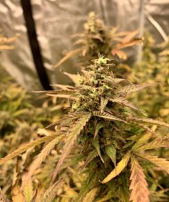 Amnesia Haze Auto — изображение 3