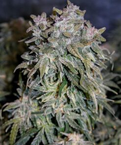 Amnesia Haze Auto Royal Queen Seeds