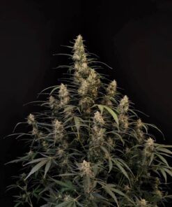 Amnesia Haze Auto — изображение 4