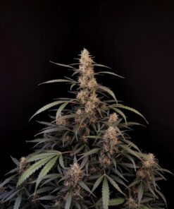 Amnesia Haze Auto — изображение 5
