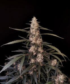Amnesia Haze Auto — изображение 6