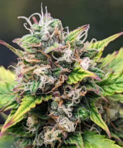Amnesia Haze Auto — изображение 4