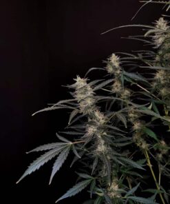 Amnesia Haze Auto — изображение 7