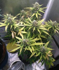 Amnesia Haze Auto — изображение 5