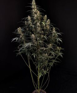 Amnesia Haze Auto — изображение 8