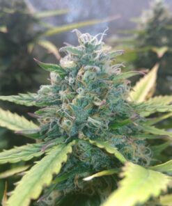 Amnesia Haze Auto — изображение 6
