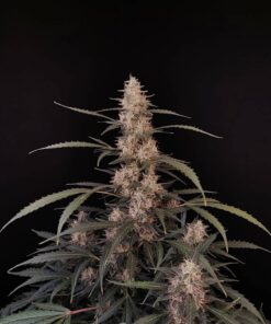 Amnesia Haze Auto — изображение 9