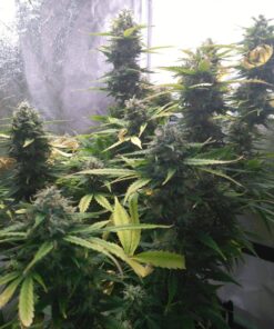 Amnesia Haze Auto — изображение 7
