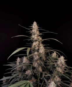 Amnesia Haze Auto — изображение 10