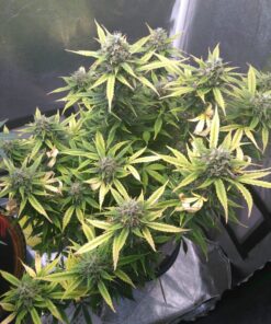 Amnesia Haze Auto — изображение 8