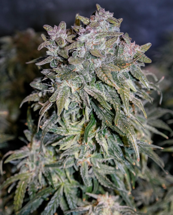 Amnesia Haze Auto Royal Queen Seeds