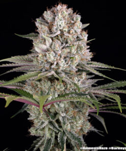 Amnesia Haze Barneys Farm Seeds