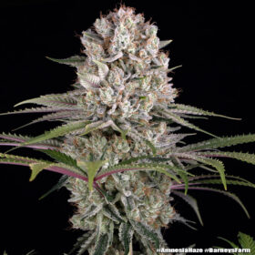 Amnesia Haze Barneys Farm Seeds