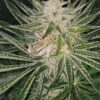 Amnesia Haze Regular Royal Queen Seeds