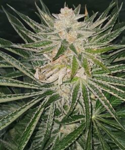 Amnesia Haze Regular Royal Queen Seeds