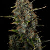 Amnesi-K Haze Kannabia Seeds