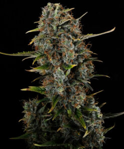 Amnesi-K Haze Kannabia Seeds