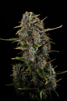 Amnesi-K Haze Kannabia Seeds